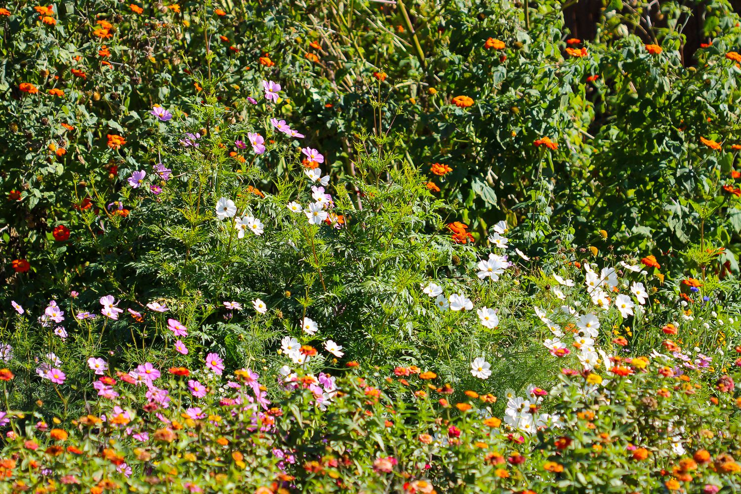 Cosmos and zinnias in bloom in Mike's garden
